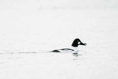 Side view of a duck swimming in lake