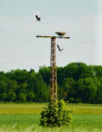 Bird flying over a field