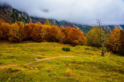 Scenic view of trees during autumn against sky