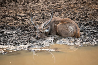 View of animal drinking water