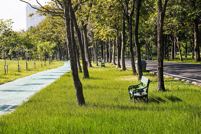 Trees in park