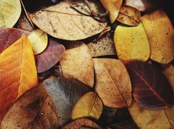 Full frame shot of dry leaves