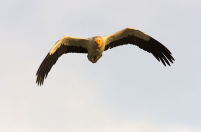 Low angle view of eagle flying in sky