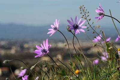 Close-up of pink cosmos flowers on field