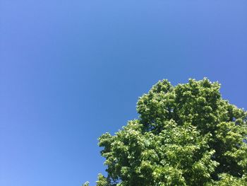 Low angle view of tree against clear blue sky