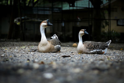 Geese couple