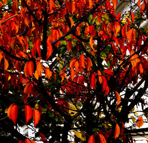 Low angle view of tree during autumn