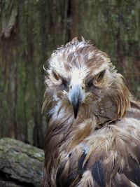 Close-up portrait of eagle