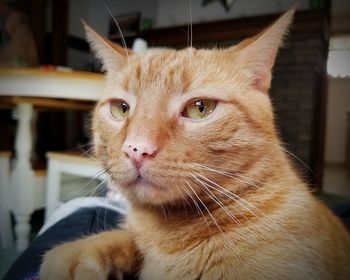 Close-up portrait of cat