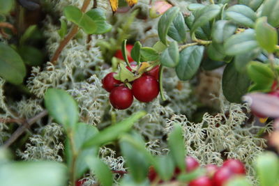 Close-up of cherries growing on plant