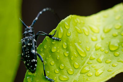 Close-up of insect on wet leaves