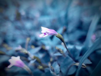 Close-up of pink flowers blooming outdoors