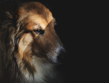 Close-up of dog in darkroom