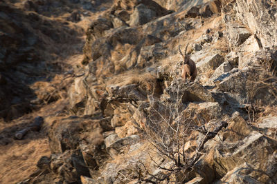 Full frame shot of lizard on rock