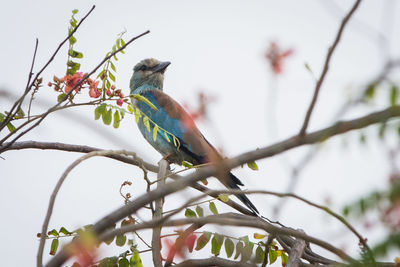 Low angle view of bird perching on tree