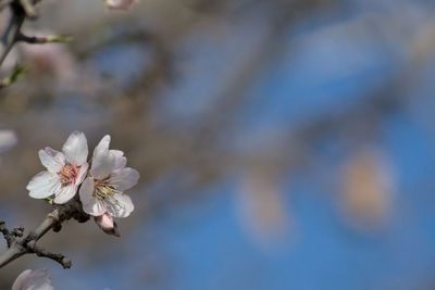 Close-up of cherry blossom