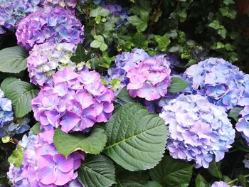 Close-up of purple flowers