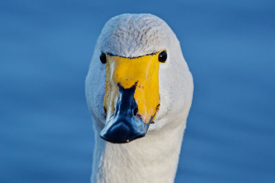 Close-up of a bird