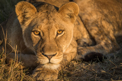 Portrait of lioness resting in forest