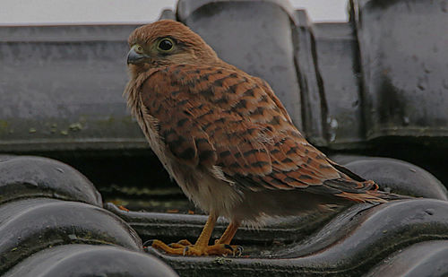 Close-up of bird perching on a car