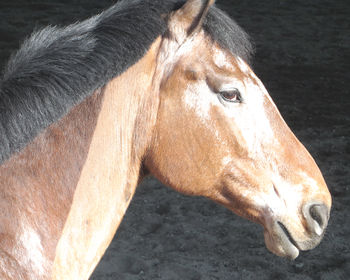 Close-up of a horse