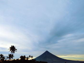 Low angle view of palm trees against sky