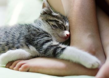 Midsection of person with kitten