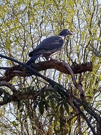 Low angle view of bird perching on tree