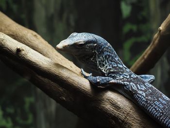 Close-up of lizard on tree