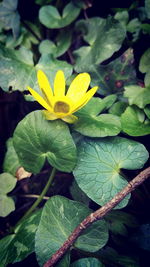 Close-up of yellow flower