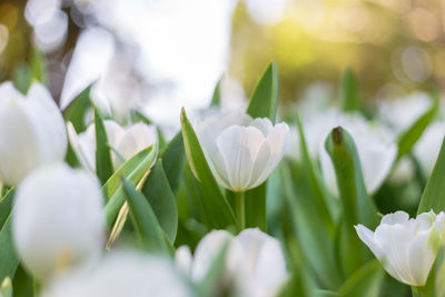 Close-up of white crocus flowers