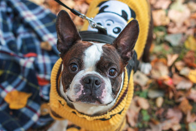 Boston terrier dog looking at the camera in the autumn park