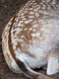 Close-up of dog