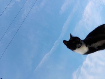 Low angle view of cat sitting against sky