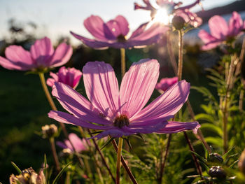 Close-up of pink flowering plants on field