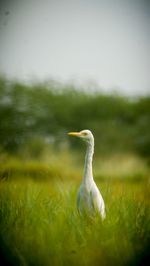 Close-up of bird on grassy field against sky