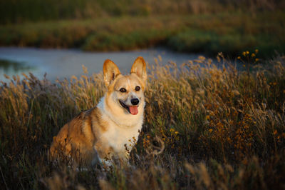 Pembroke welsh corgi sitting on field at park