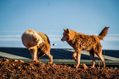 Low angle view of sheep against clear sky