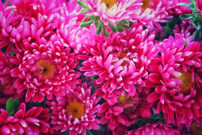 Full frame shot of pink flowering plants
