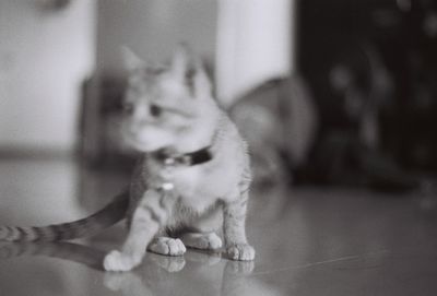 Close-up of a dog sitting on floor at home