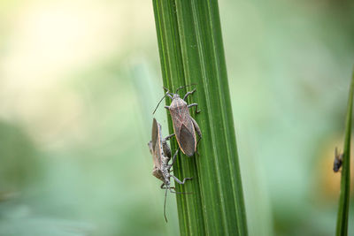 Close-up of insect on leaf