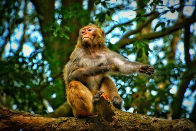 Low angle view of monkey sitting on tree in forest