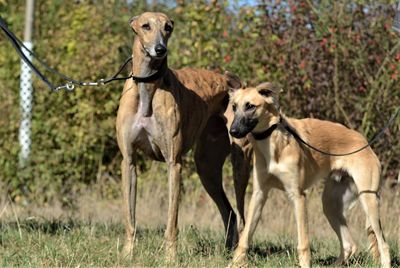 Dogs standing on land