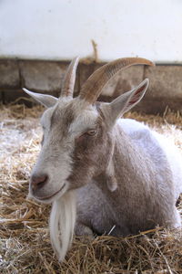 Close-up of sheep