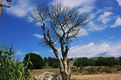 Bare tree on field against sky