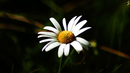 Close-up of white daisy