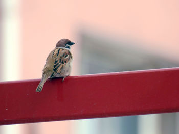 Close-up of bird perching on red