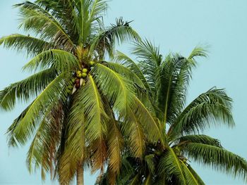 Low angle view of palm trees against blue sky