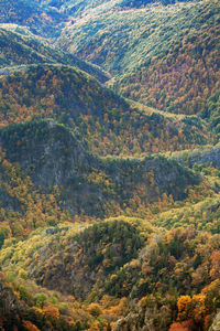 Aerial view of trees on mountains during autumn
