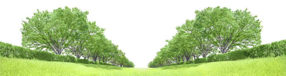 Trees growing on field against sky